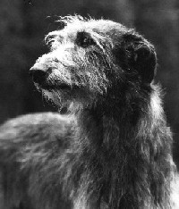 Beardswood Albertina