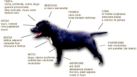 STAFFORDSHIRE BULL TERRIER