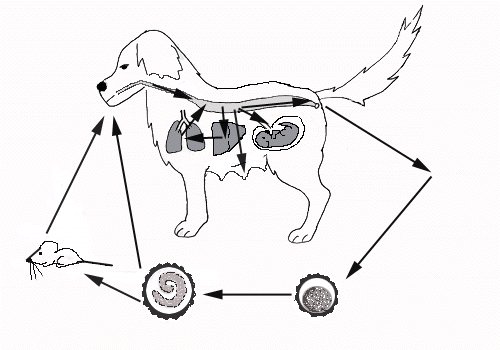 Ciclo vitale