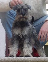 ZWERSCHNAUZER